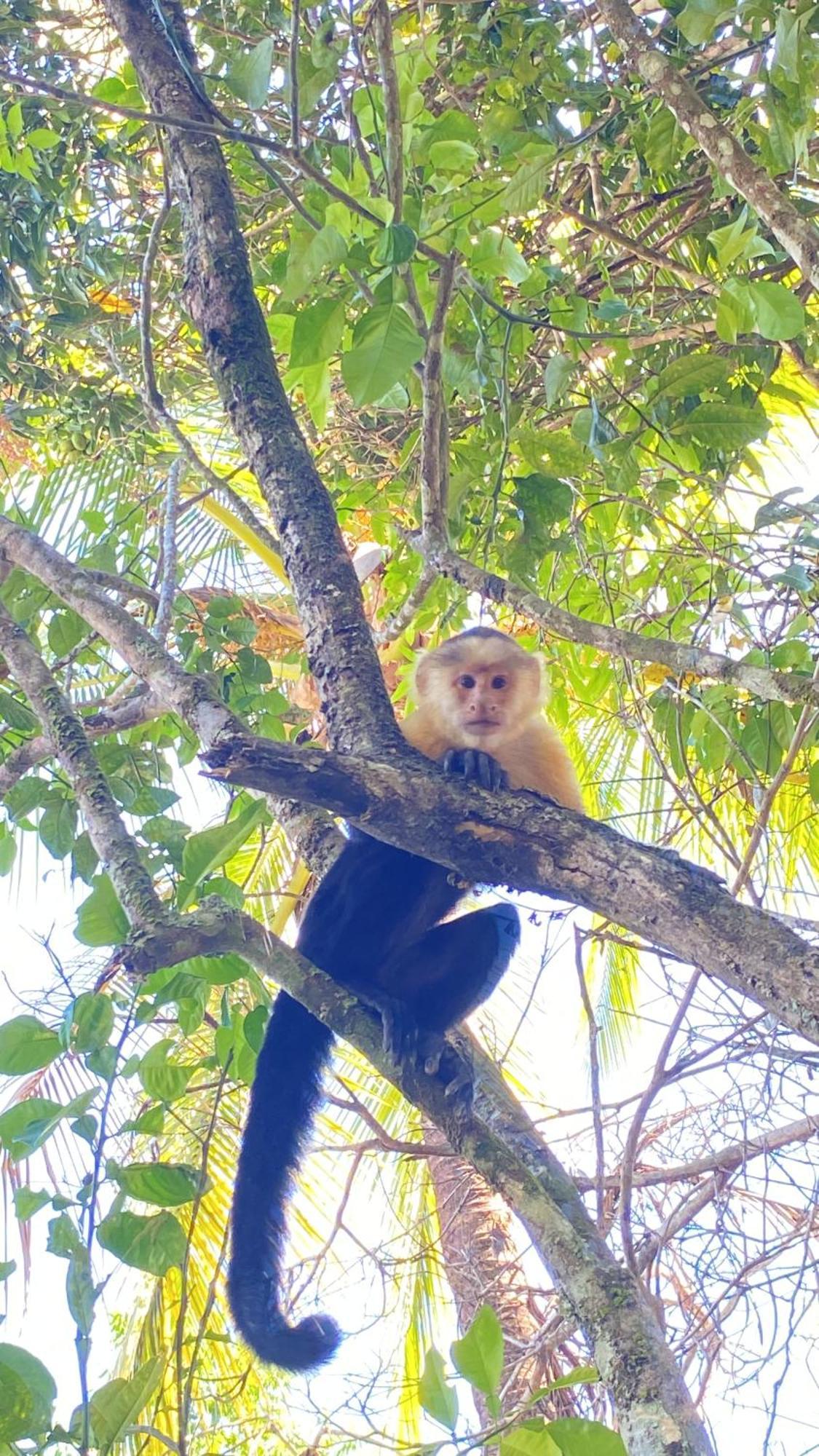 Deer House Cabuya Apartman Cabuya  Kültér fotó