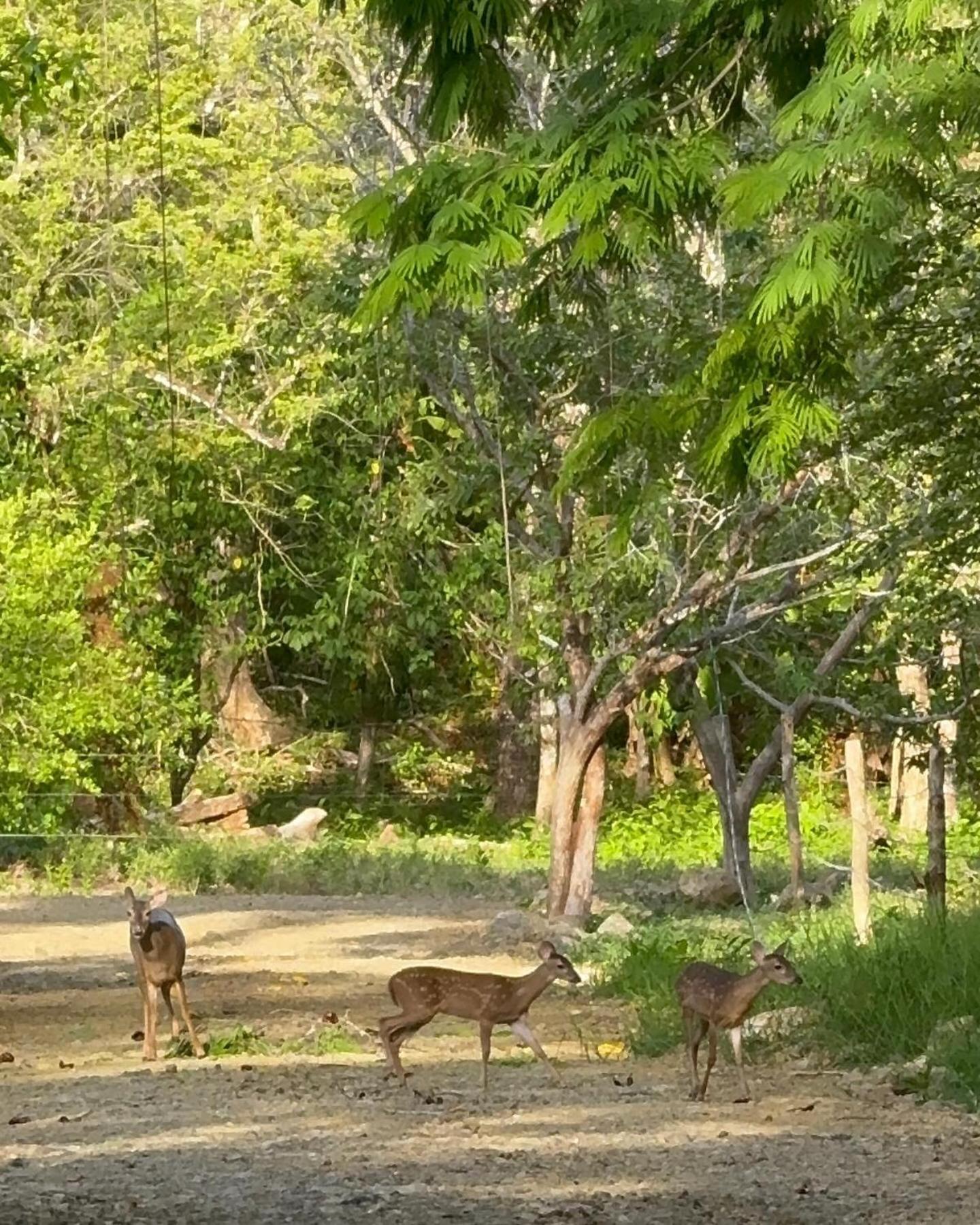 Deer House Cabuya Apartman Cabuya  Kültér fotó